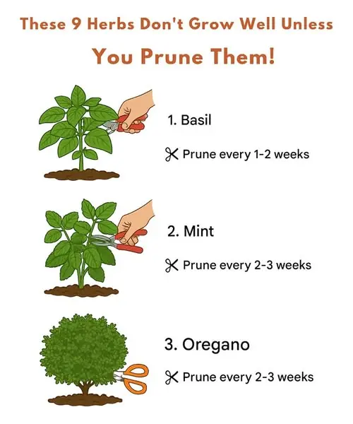 Keep Your Herbs Thriving: 9 Essential Herbs That Grow Better When Regularly Trimmed