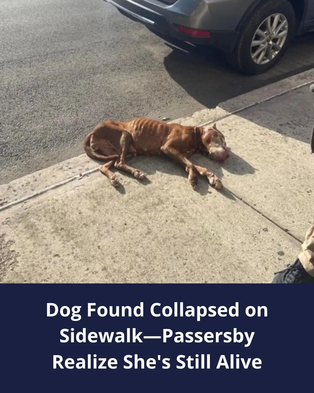 Starving Senior Dog Found Collapsed On A Sidewalk Saved At The Last Minute
