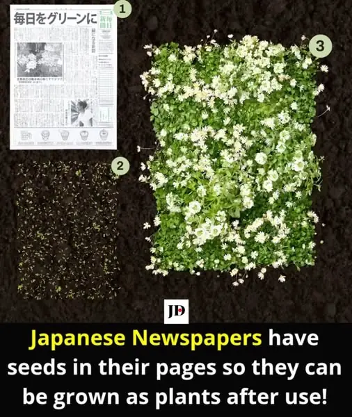 Japanese Newspaper That Transforms into Plants Promotes Sustainability
