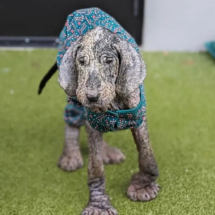 Shelter ”shocked and gutted” after taking in abused, neglected dog