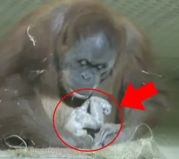Orangutan mom, thought to be infertile, gives birth and is captured on camera for the first time