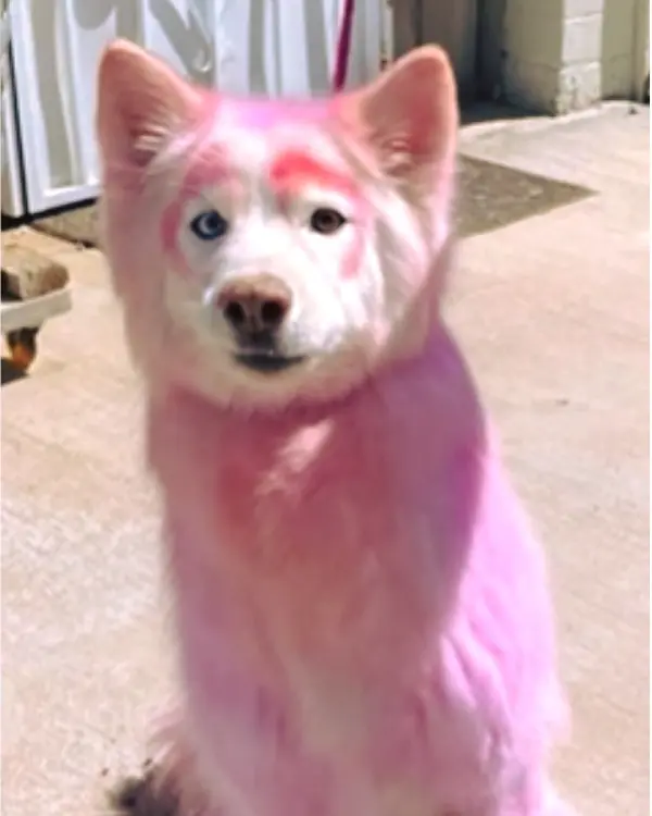 Shelter finds senior dog with dyed pink fur
