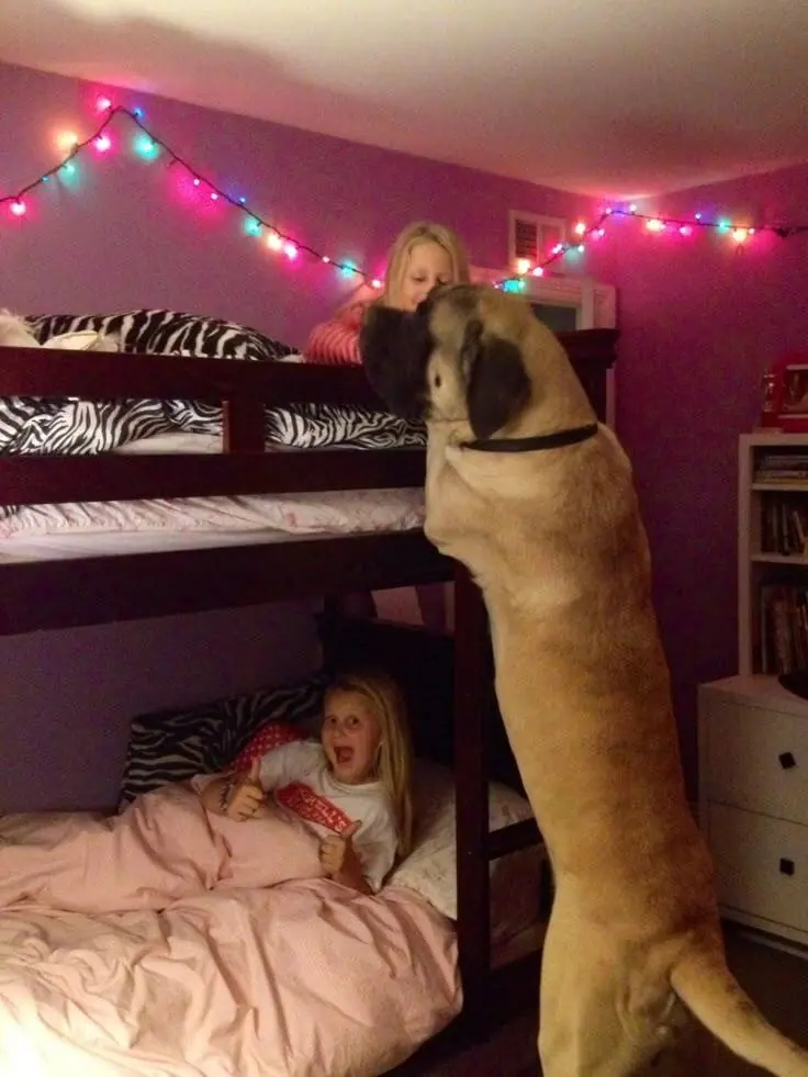 SHERMAN WON’T SLEEP UNTIL HE TUCKS THEM IN