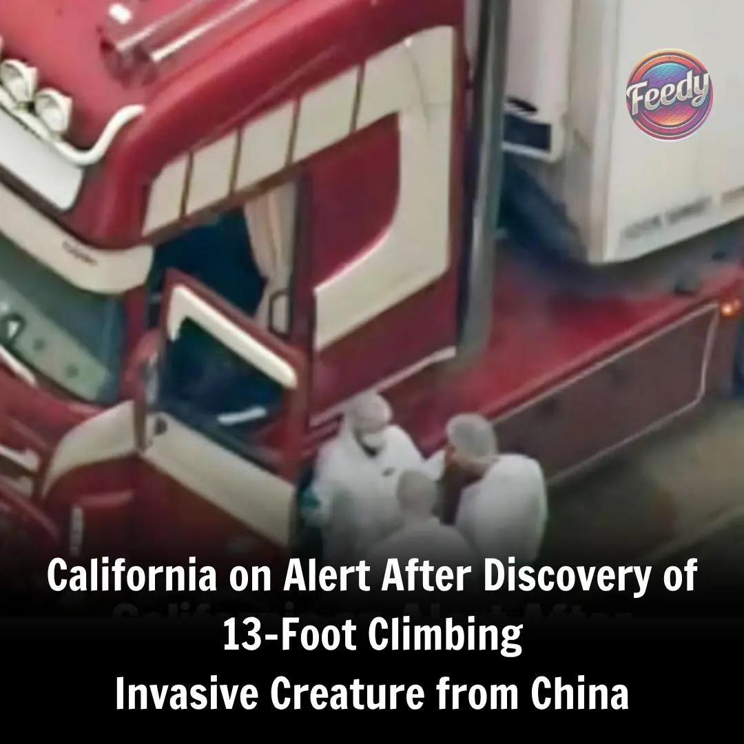 California on Alert After Discovery of 13-foot Climbing Invasive Creature from China