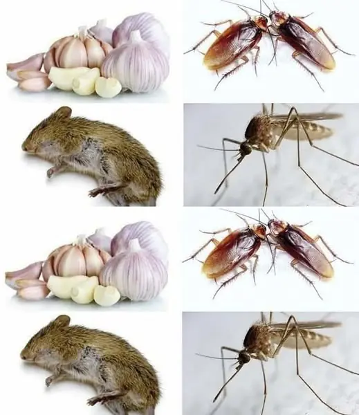 Garlic method to combat household pests