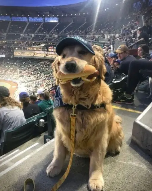 MY DOG STOLE A HOT DOG AT THE BALLGAME BUT INSTEAD OF GETTING MAD THE CROWD DID SOMETHING I NEVER EXPECTED