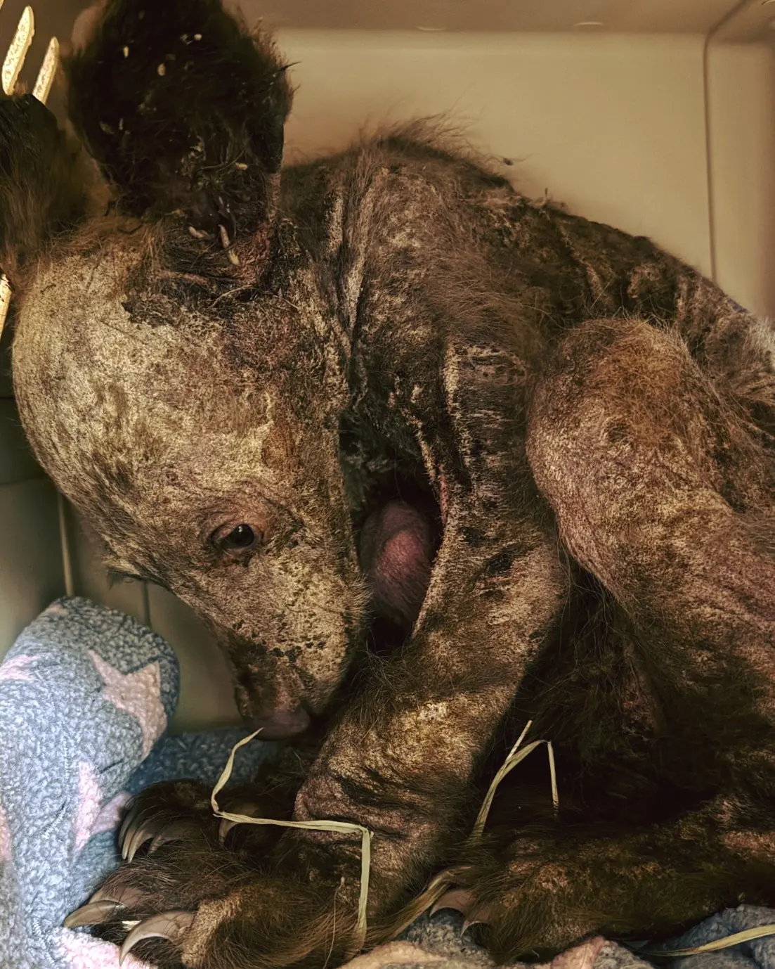 Orphaned, hairless and afraid: Now this black bear is unrecognizable
