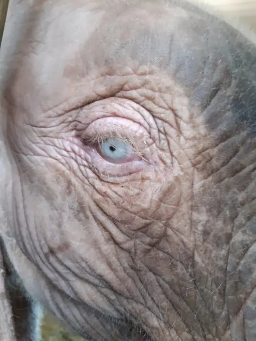 Albino elephant calf rescued after being trapped in snare for four days