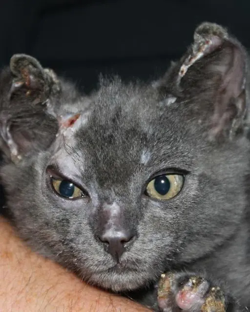 4-week-old kitten left behind in house fire survives, only to face death once again