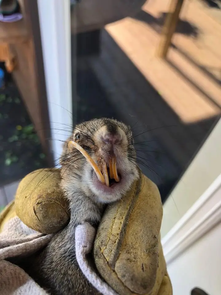 Animal lover finds squirrel with giant tooth, brings him home and gives him a new opportunity – thank you