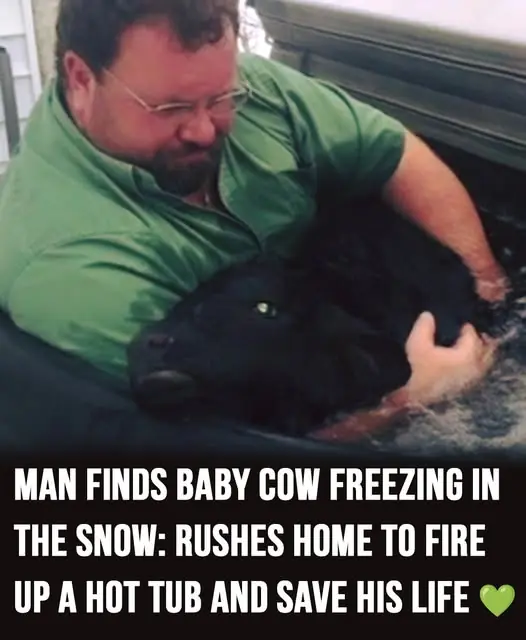 Farmer finds newborn calf freezing in the snow — and saves his life with a hot tub