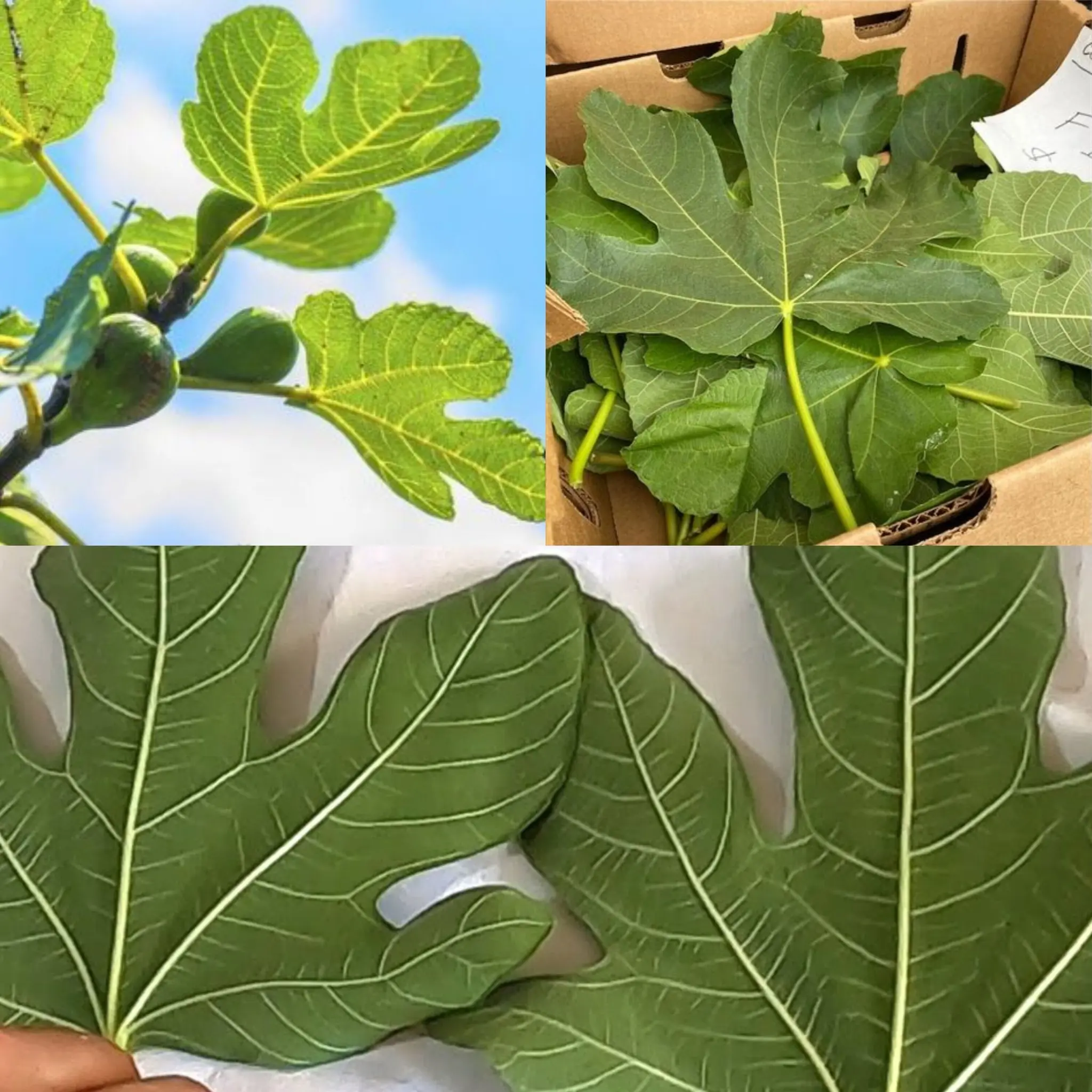 Instantly Lowers Blood Sugar – Boil Fig Leaves and Drink the Liquid! 🍃💚