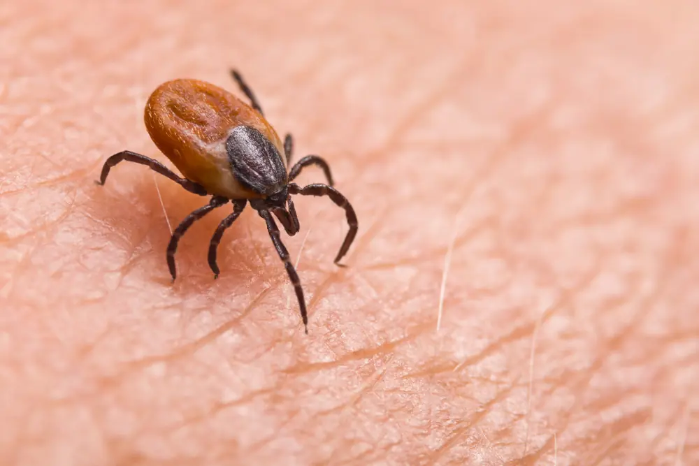 How To Properly Dispose of Ticks