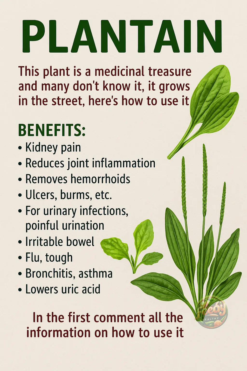 PLANTAIN: Take Advantage of Its Benefits and Learn How to Use It! 🌿