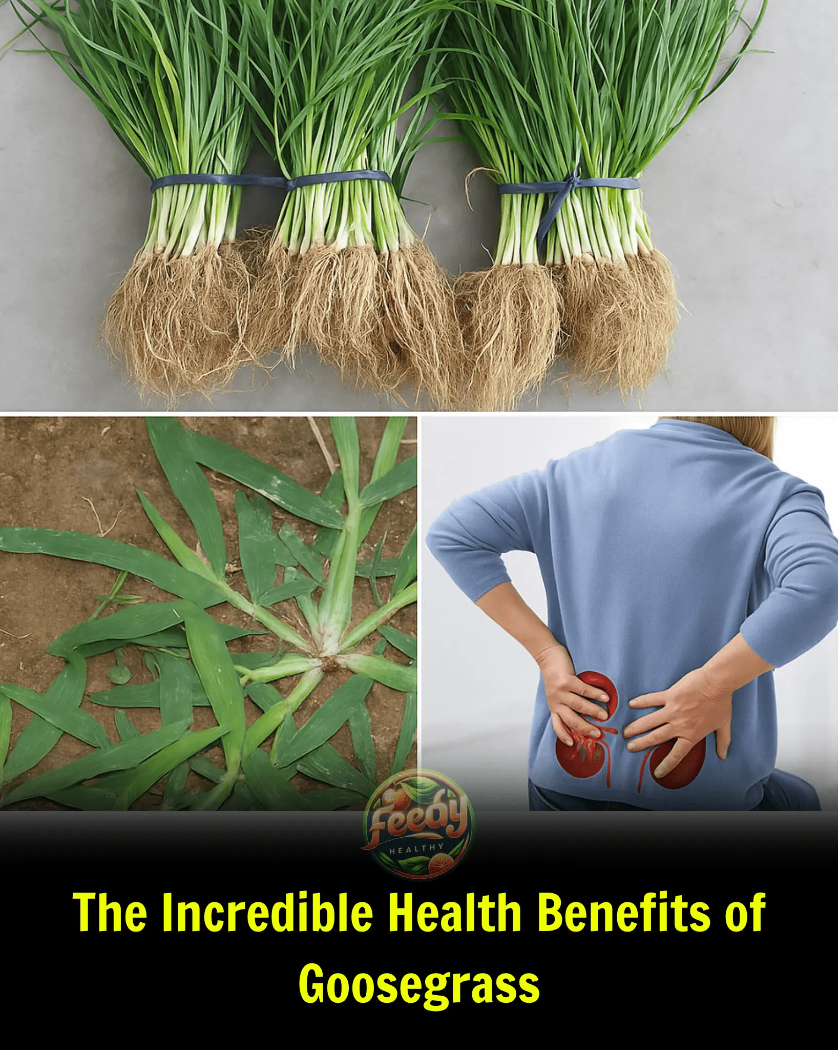 The Incredible Health Benefits of Goosegrass (Crowfoot Grass)