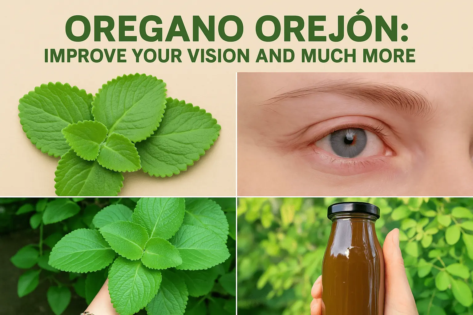 🌿 Oregano Orejón: Improve Your Vision and Much More