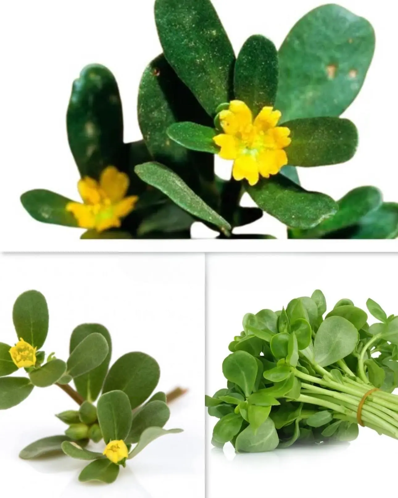 The plant that lowers blood pressure, eliminates diabetes, improves heart health, and has anti-inflammatory properties