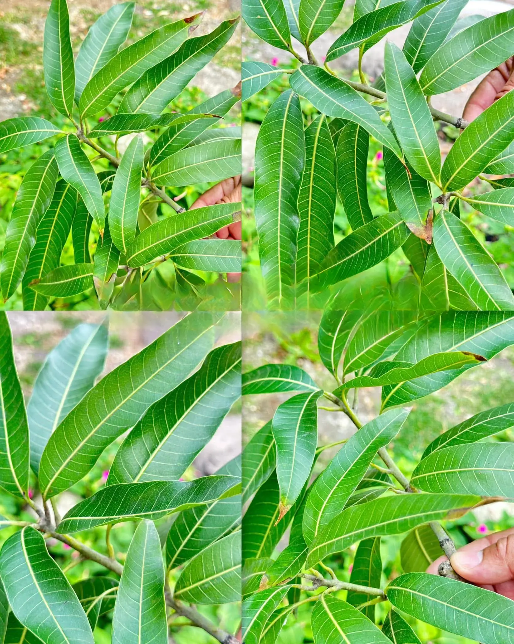 Eliminate diabetes, poor circulation, high blood pressure, pancreas problems, swollen feet, fatty liver, and more with this leaf🍃