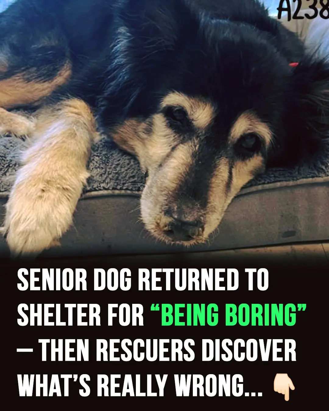 Senior dog was returned to shelter for “being boring” — rescuers discover what’s really wrong