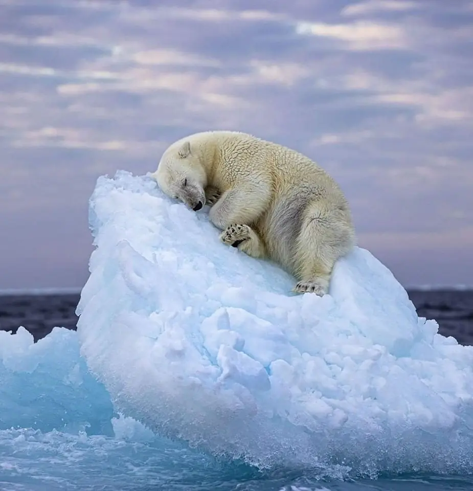 Sleepy Polar Bear Portrait Wins the Wildlife Photographer of the Year People’s Choice Award