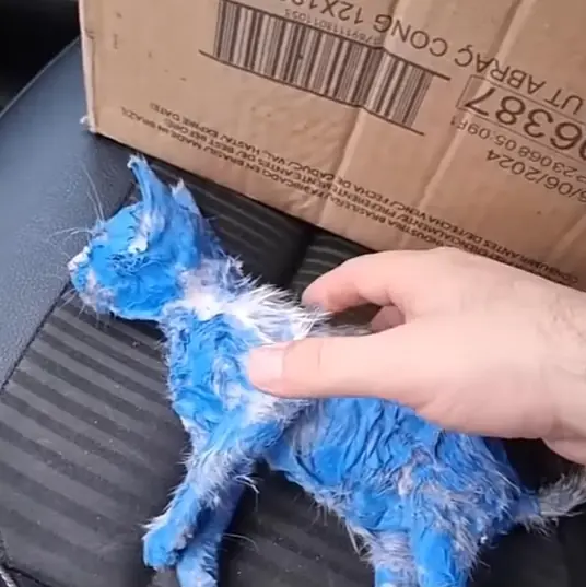 Kitten was dyed with toxic blue paint and left in the rain — rescuers help her make a stunning transformation
