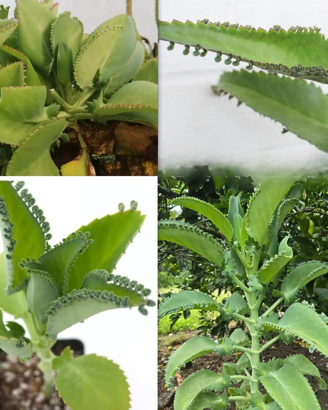 THE PLANT THAT EVERYONE SHOULD HAVE AT HOME BECAUSE IT ELIMINATES INFECTIONS, DIABETES, POOR CIRCULATION, AND CANCER
