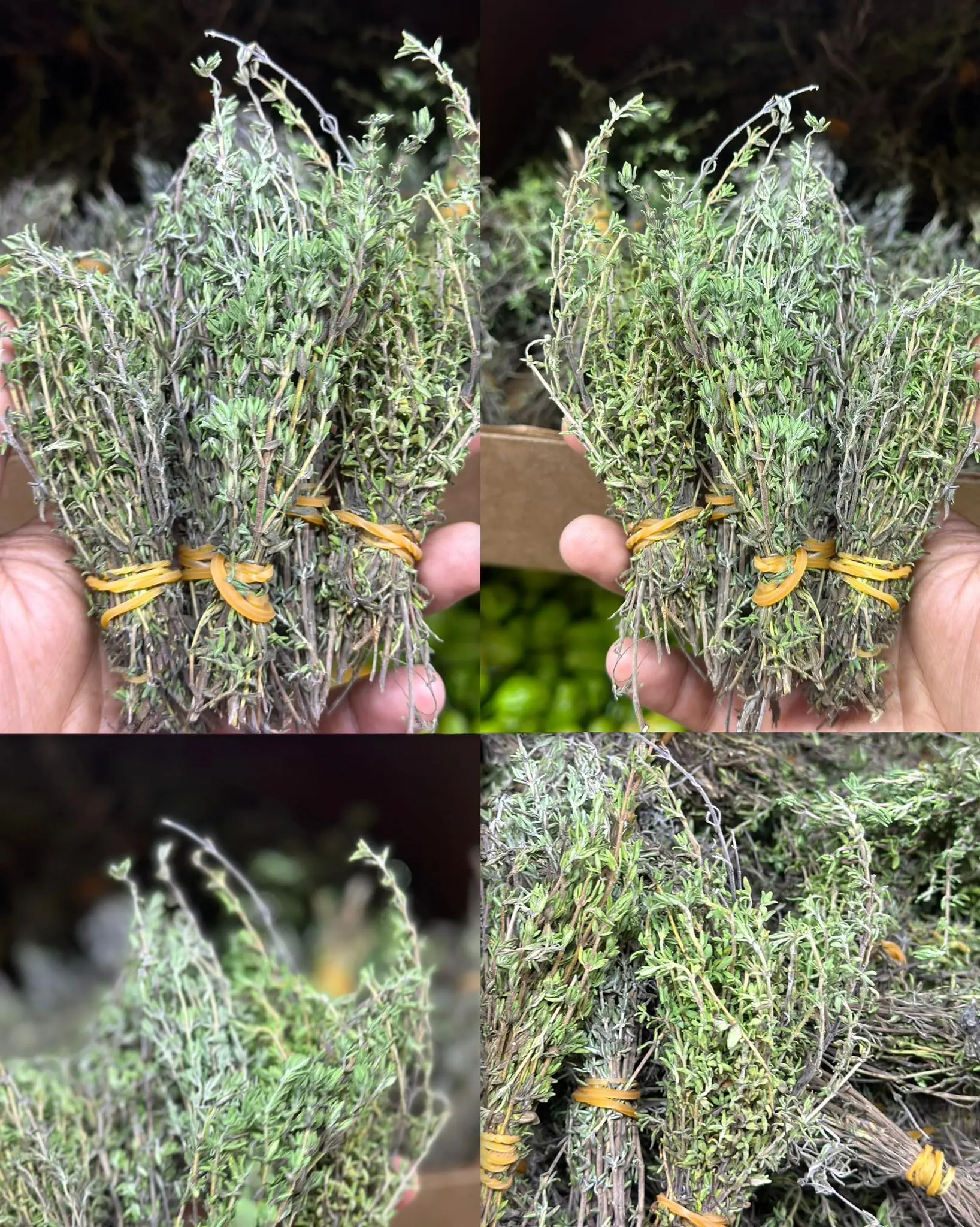 THE MOST POWERFUL HERB