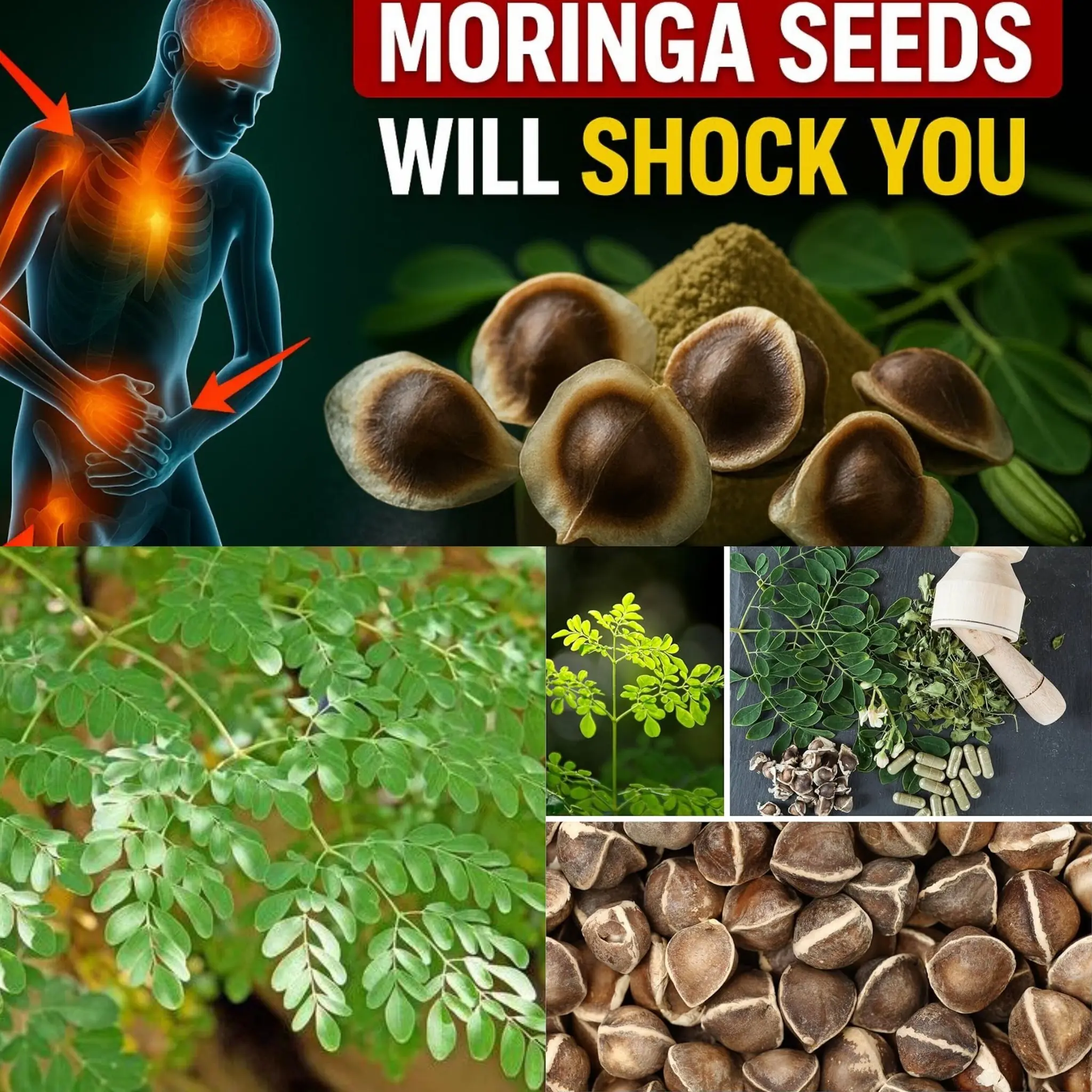 12 Moringa Seed Benefits You’ll Never Hear from Your Doctor (But You Should Know)