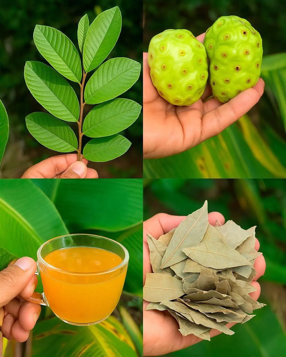 Noni Tea with Guava and Bay Leaves