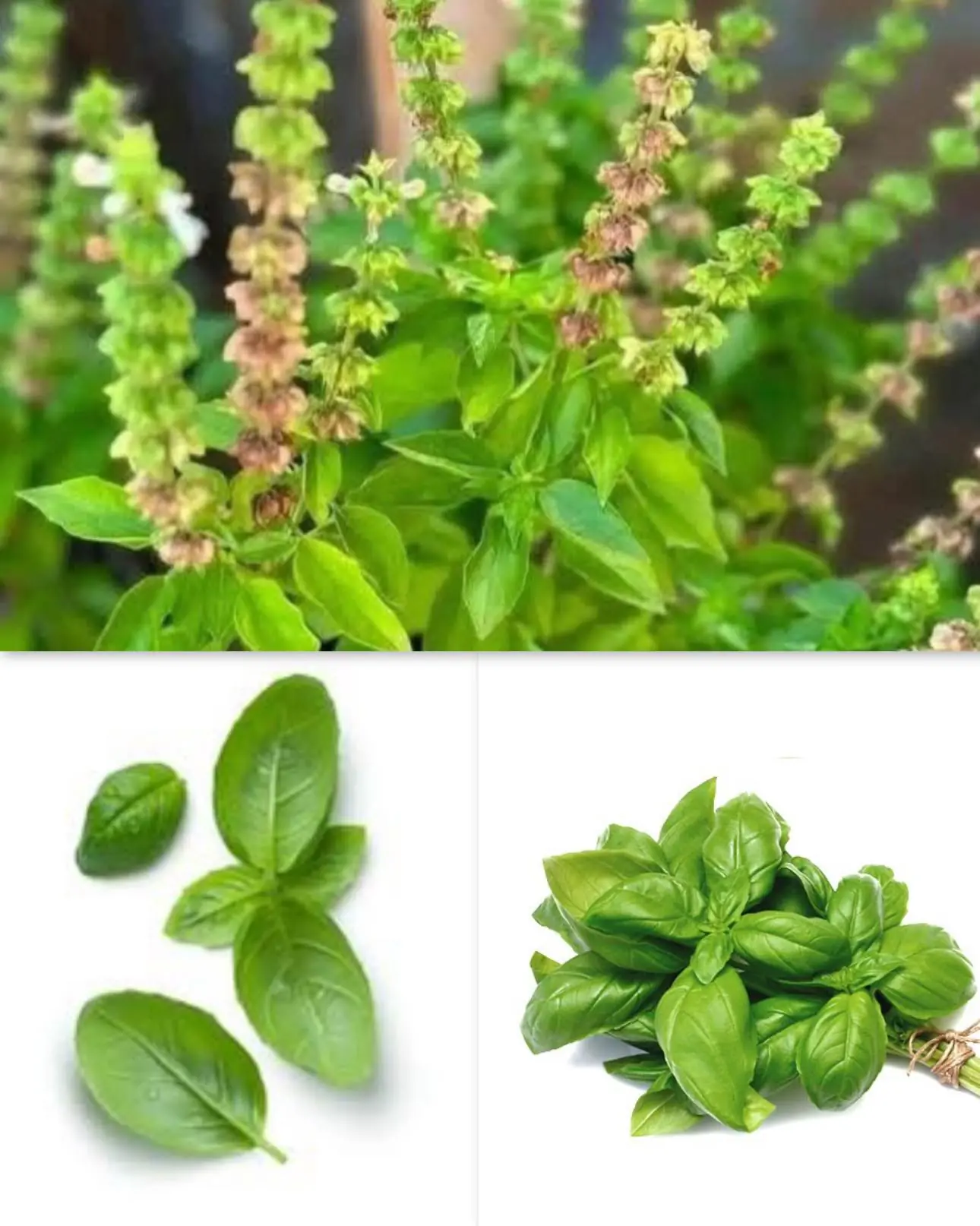 MEDICINAL PLANT THAT WILL IMPROVE YOUR HEALTH 😱😱