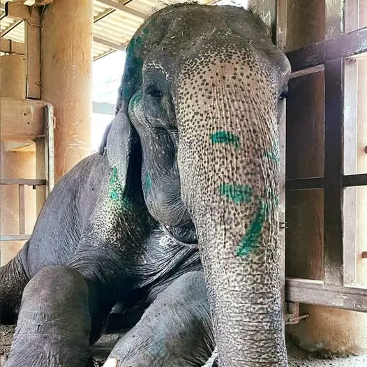 Elephant finally rescued after over 80 years in shackles β finally lays down and rest
