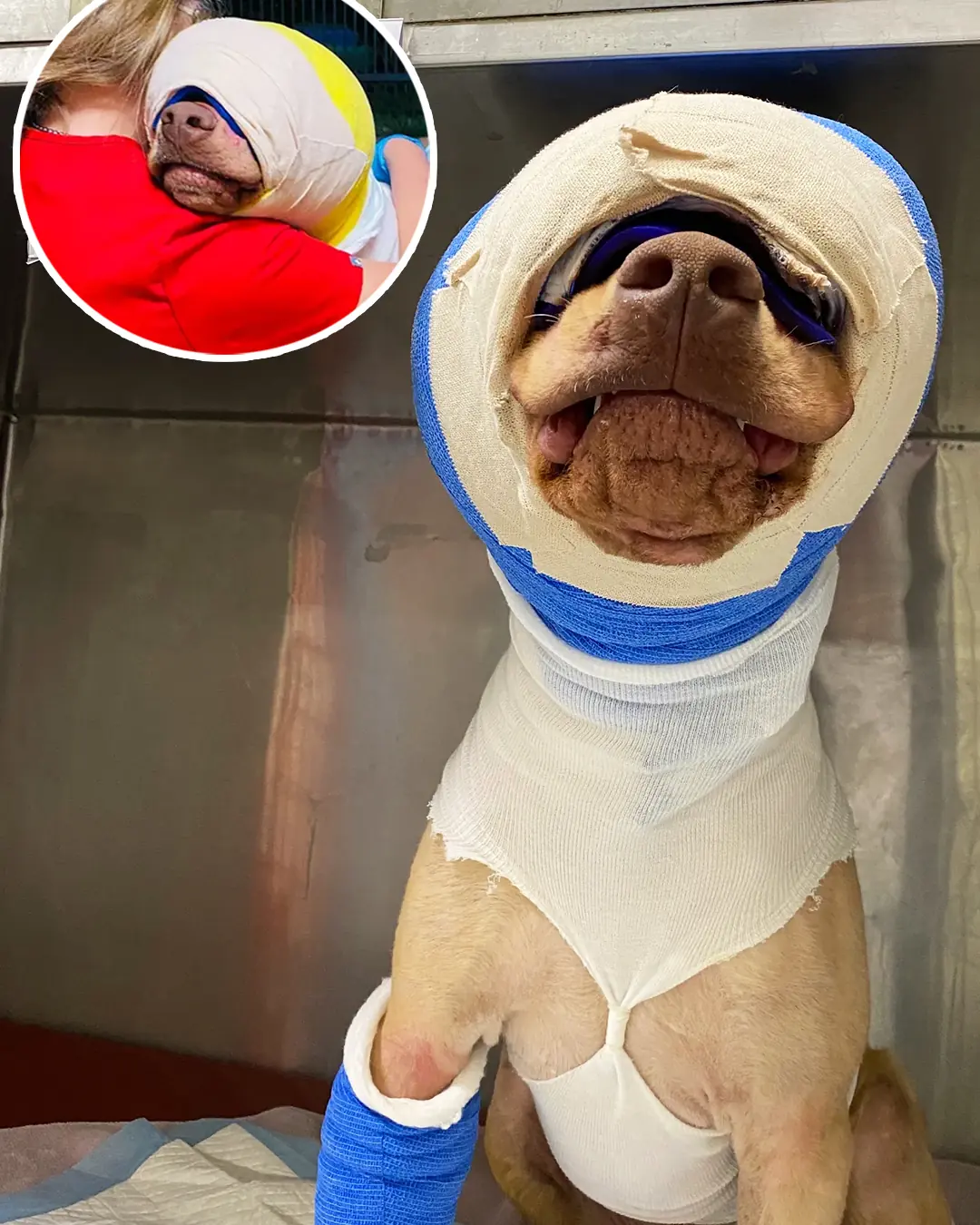 Buddy was cruelly set on fire and strangled with an extension cord β but look at him today