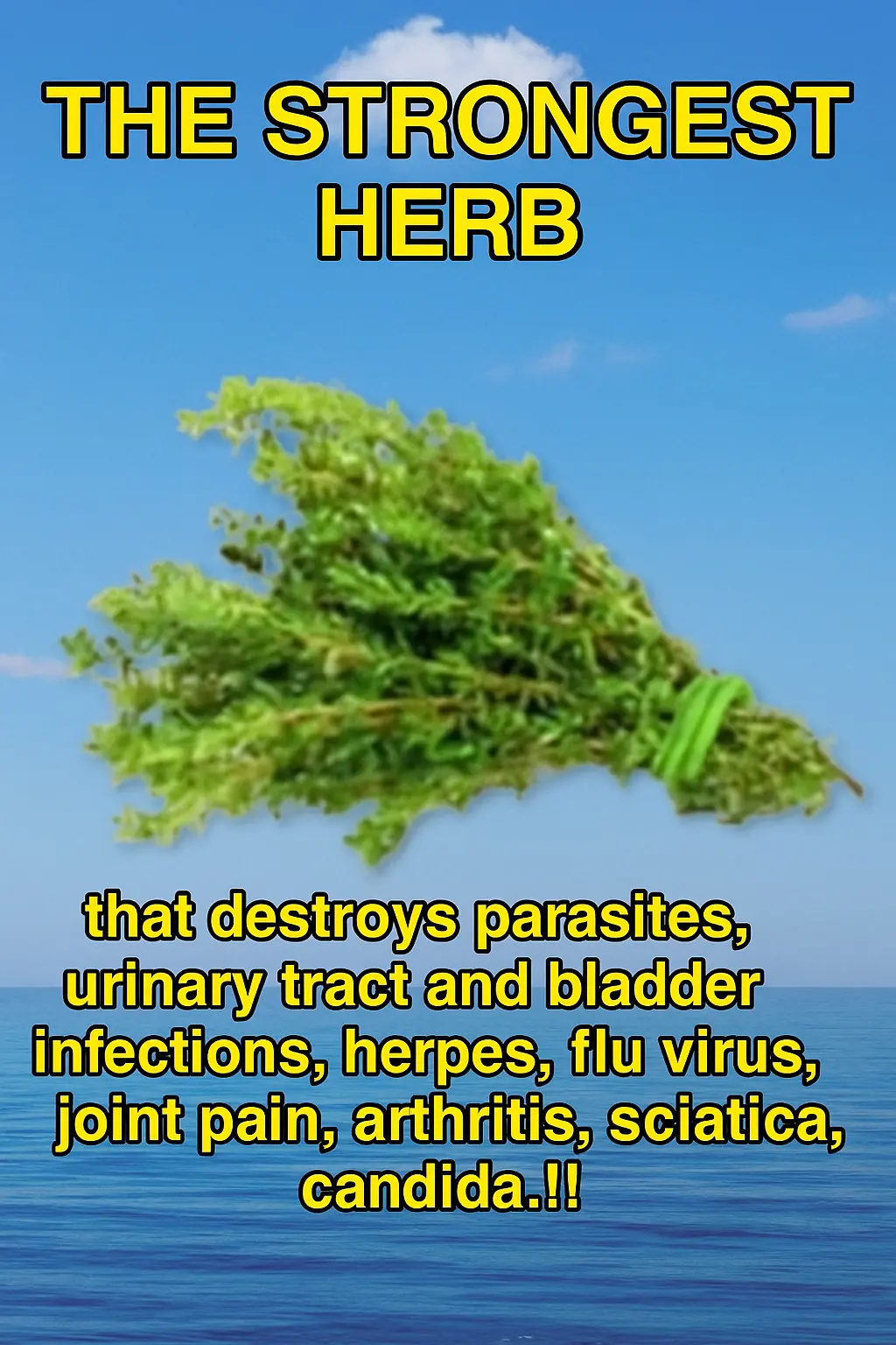 Thyme: The Most Powerful Herb 💚