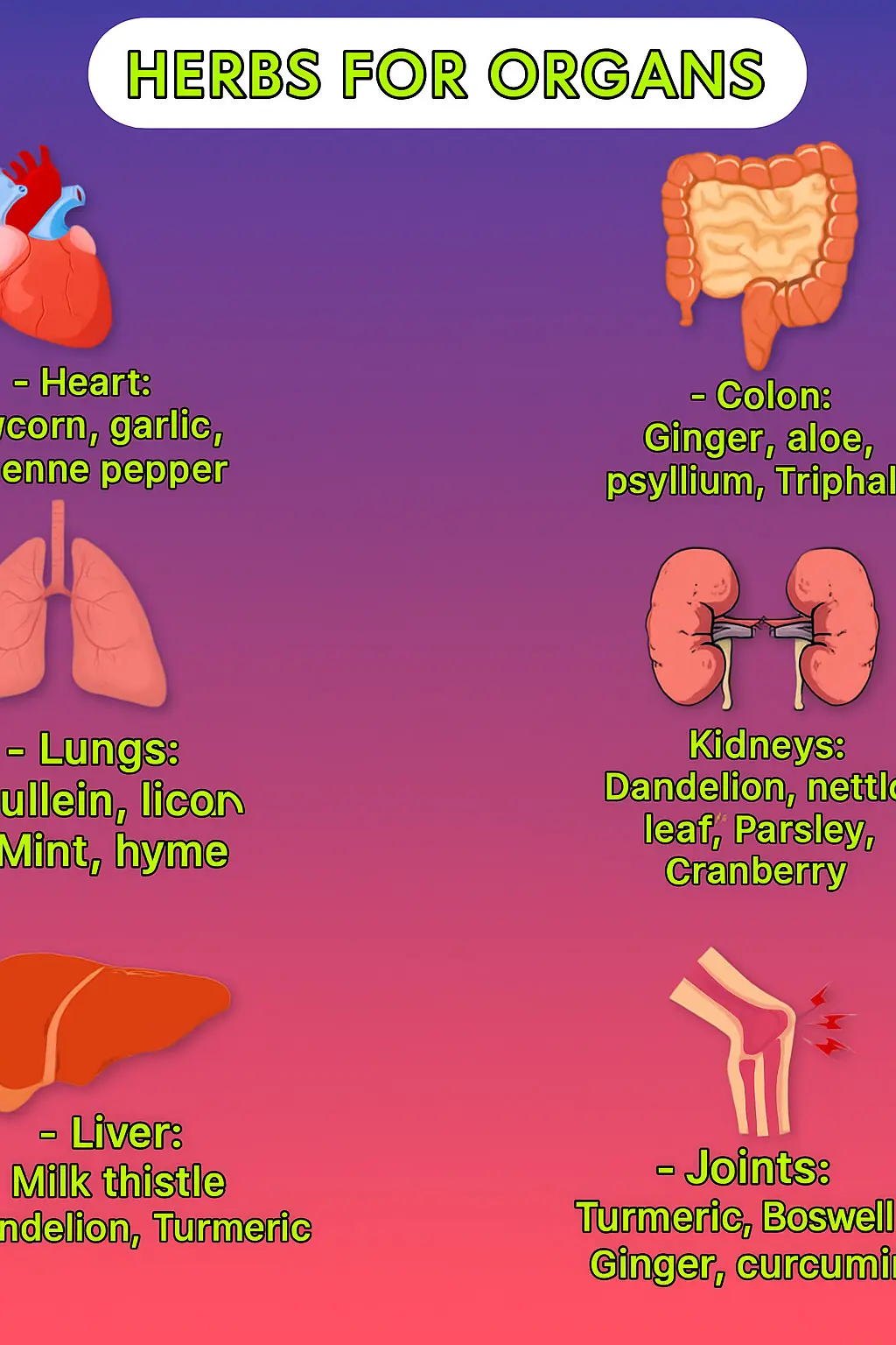 The Best Medicinal Herbs for Every Organ in Your Body