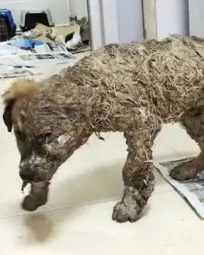 Maniacs cover him in superglue β then moments before puppy dies, animal rescuers find him