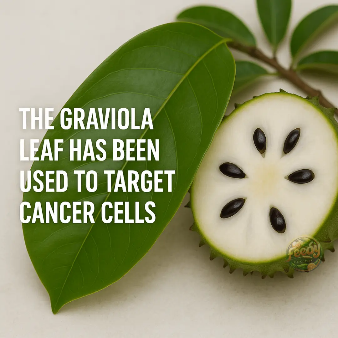 Graviola Leaf: A Traditional Remedy with Promising Potential in Cancer Research