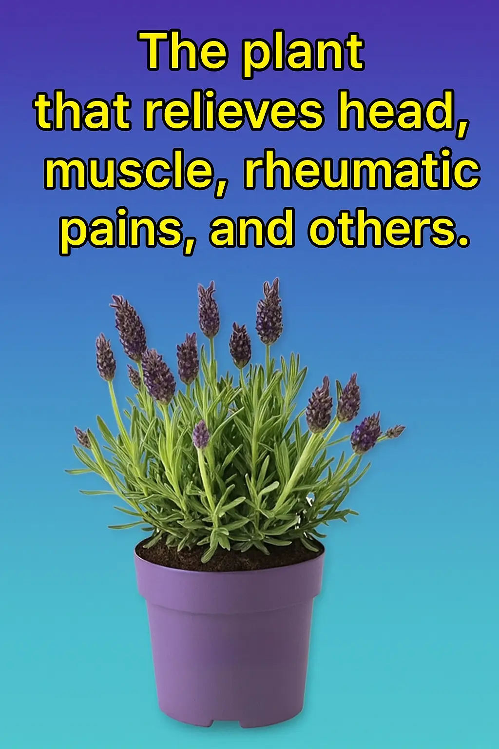 Lavender: The Plant That Relieves Headaches, Muscle Pain, Rheumatic Aches, and More