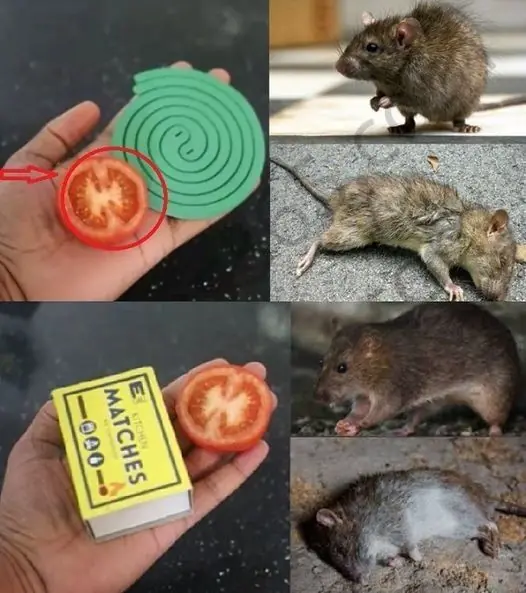 Mouse Repellent: 7 Natural Tips to Keep Mice Out of Your Home (Matches & Tomato Hack Included!)
