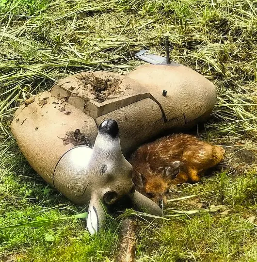 The baby deer curled up next to a wooden deer model, seeking safety after its mother was taken away by hunters.