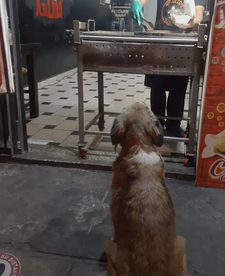Restaurant prepares free meal to every stray dog who visits
