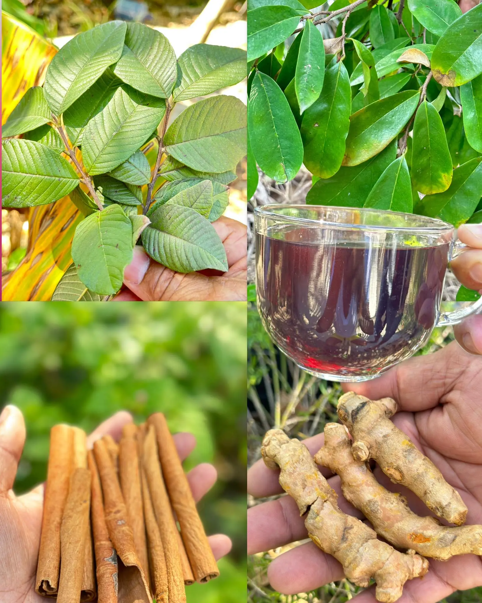 The Natural Drink That Fights Diabetes, High Blood Pressure, Fatty Liver, Cancer, and Heart Attacks
