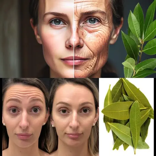 Exploring the Benefits of Bay Leaves for Skin: Natural Anti-Aging Properties
