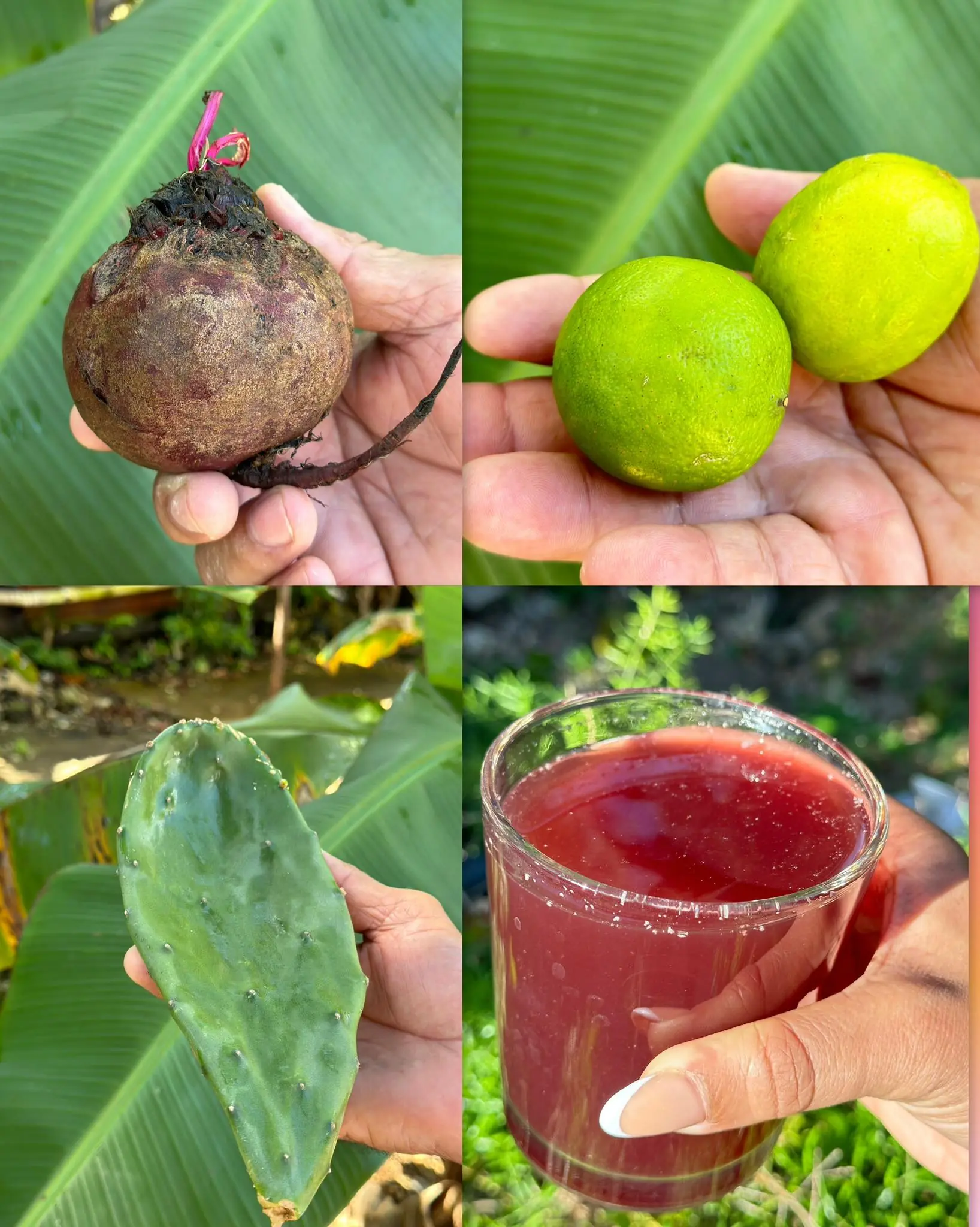 THE NATURAL DRINK THAT CHANGED MY FATHER’S LIFE — RECOMMENDED BY A NATUROPATHIC DOCTOR