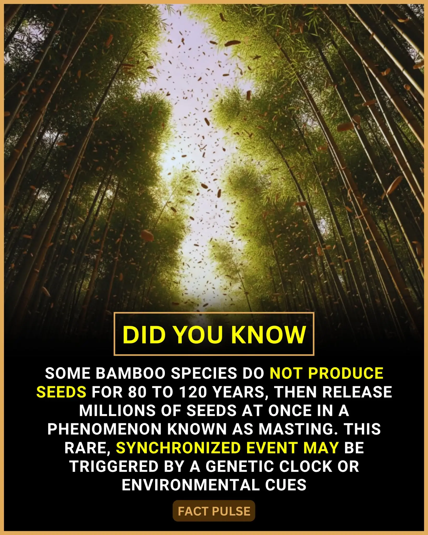 The Astonishing Life Cycle of Bamboo: A Once-in-a-Lifetime Botanical Spectacle