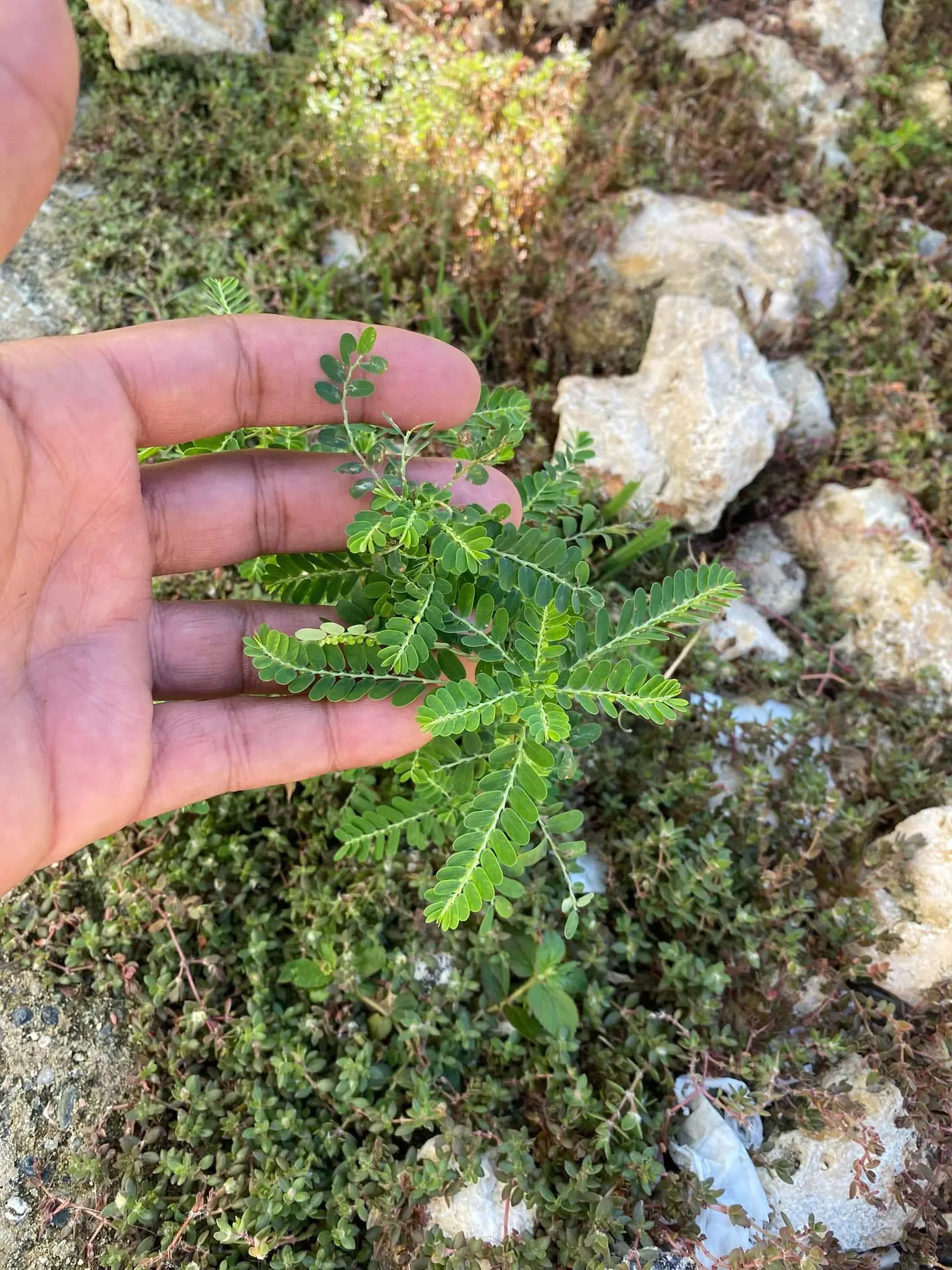 Chanca Piedra (Phyllanthus niruri): A Comprehensive Overview