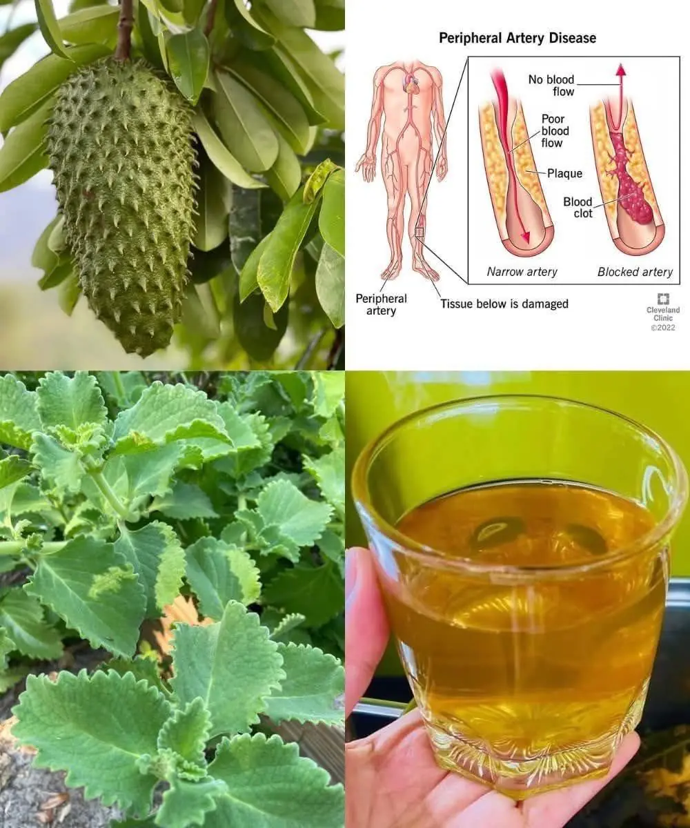 🌿 Soursop and Mexican Oregano Tea (Natural Herbal Infusion)