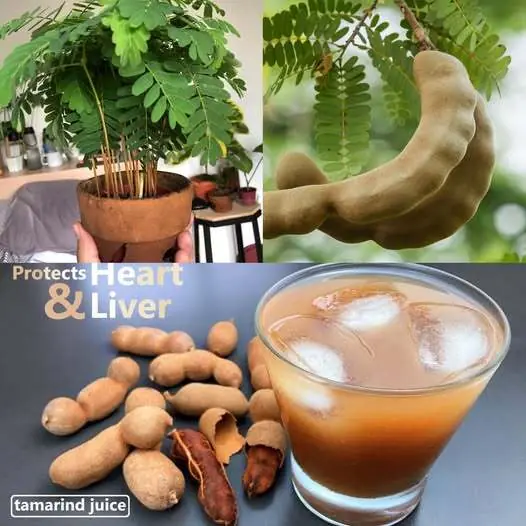 Tamarind Juice: Protect Your Heart & Liver + How to Extract Tamarind Pulp for a Delicious Weight Loss Drink
