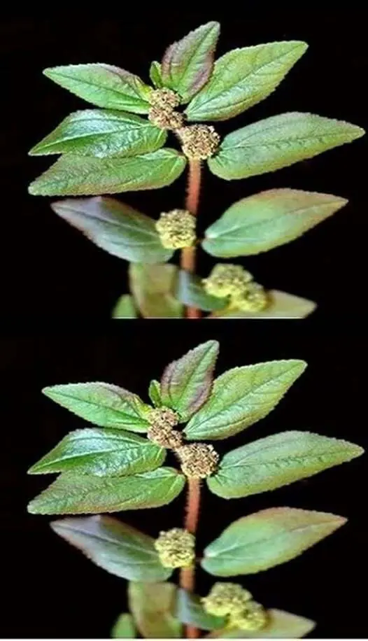 The Plant You See in the Picture Is One of the Most Miraculous Plants in the World – Euphorbia Hirta 🌿✨