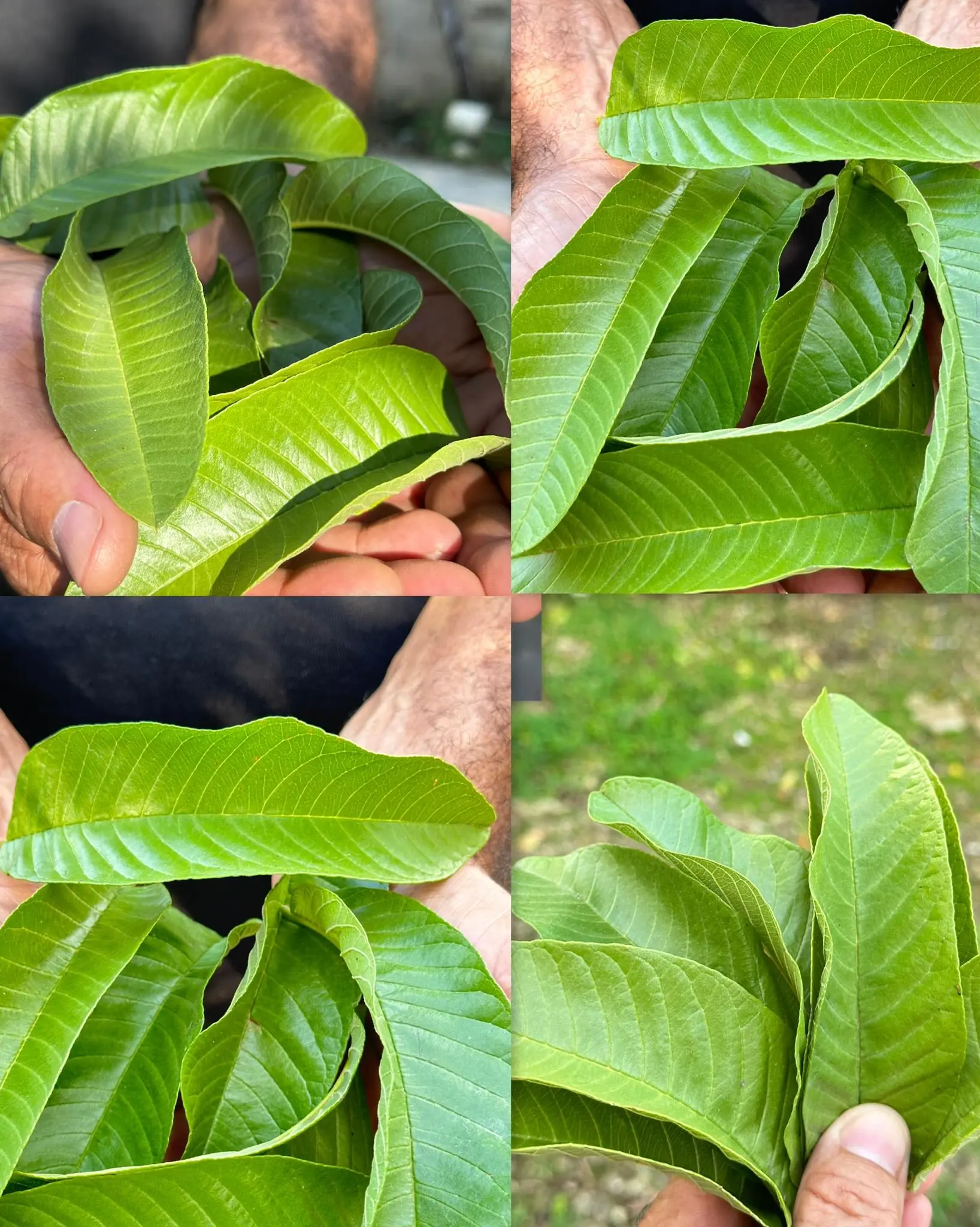 BENEFITS OF GUAVA LEAVES