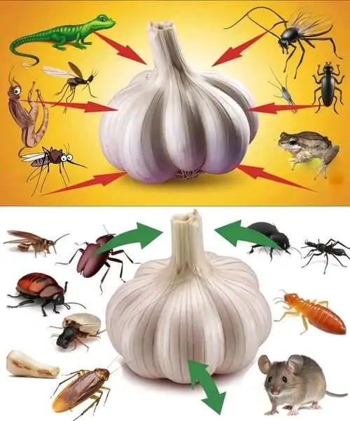 Natureβs Pest Control with Garlic
